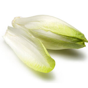 Belgian Endive on a white background