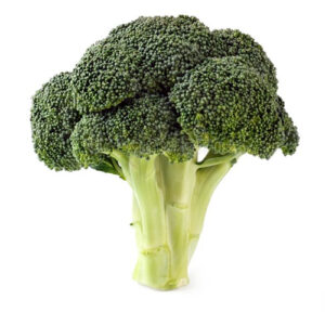 Green Broccoli on a white background