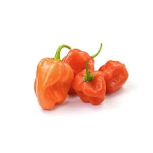 Red Habanero on a white background