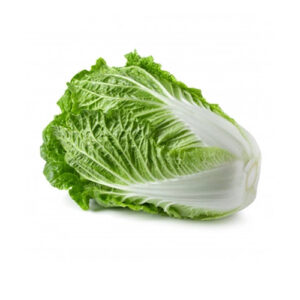 Napa Cabbage on a white background