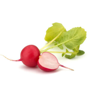 Red Radish on a white background