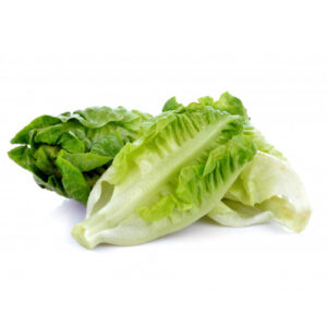 Green Romaine Lettuce on a white background