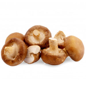 Shiitake mushroom on a white background