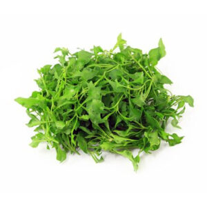 Green WaterCress on a white background