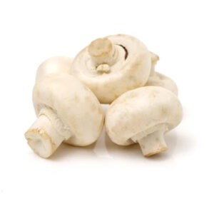 White Domestic mushrooms on a white background